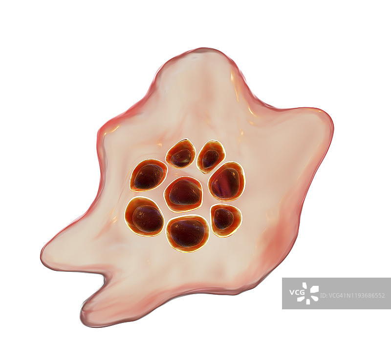 卵形疟原虫在红细胞内图片素材