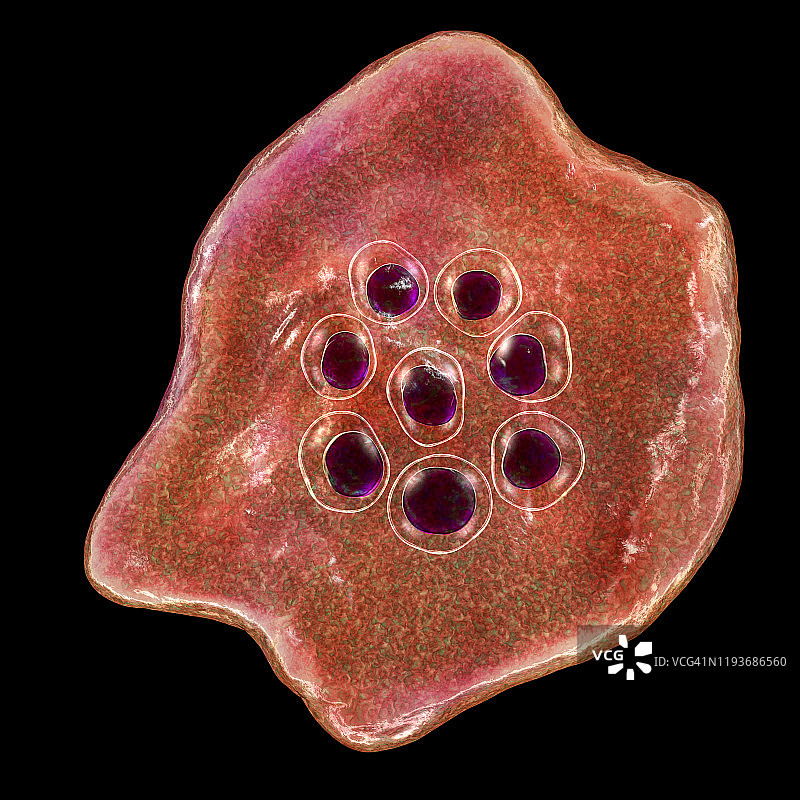 卵形疟原虫在红细胞内图片素材