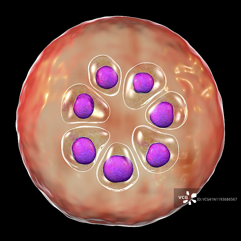 在红细胞内的疟原虫，图示图片素材