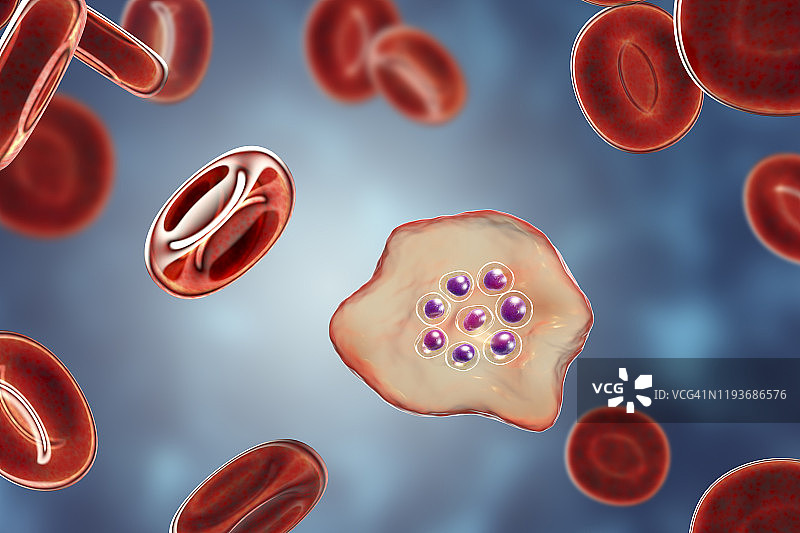 卵形疟原虫在红细胞内图片素材
