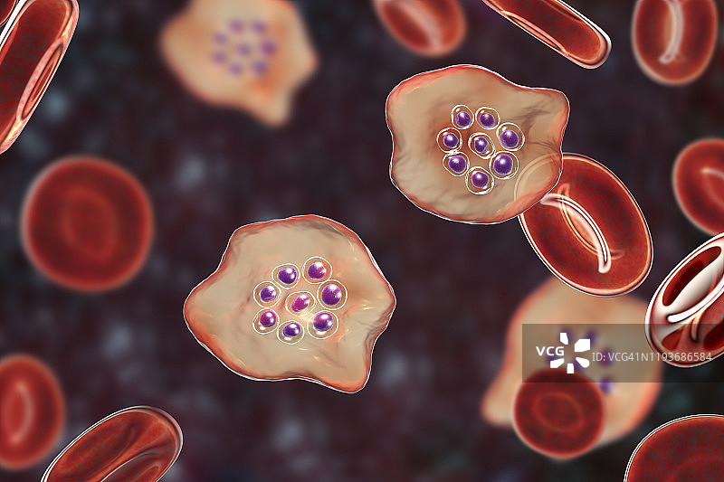 卵形疟原虫在红细胞内图片素材