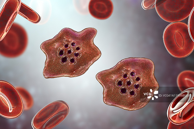 卵形疟原虫在红细胞内图片素材