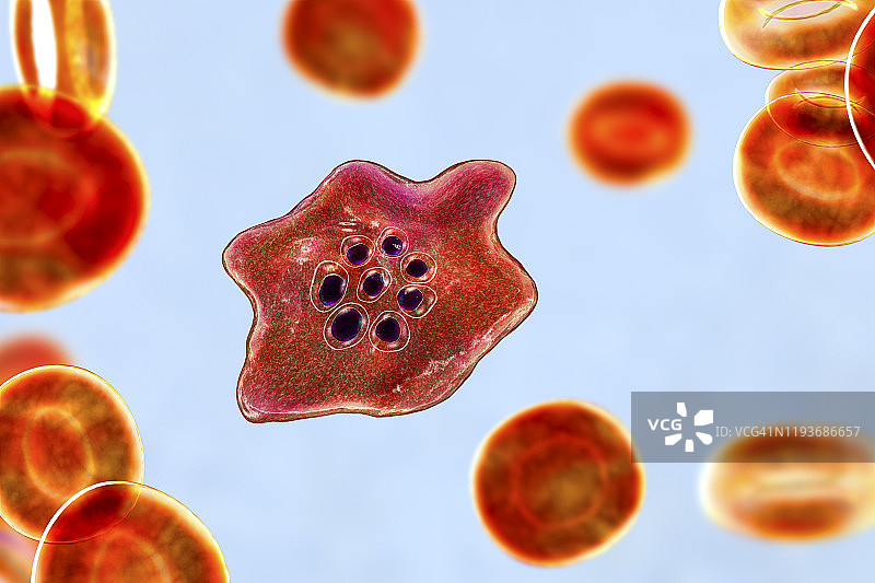 卵形疟原虫在红细胞内图片素材