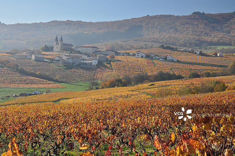 博若莱葡萄园的秋雾图片素材