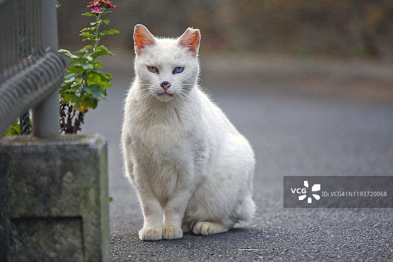 异瞳猫坐在路上看向镜头图片素材