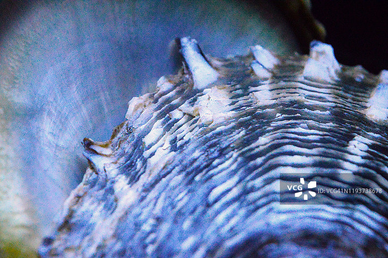 贝壳特写图片素材