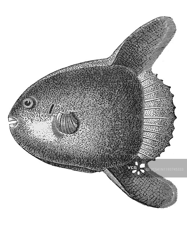 翻车鱼，海洋翻车鱼或普通翻车鱼（Mola mola）。1894年出版的古董插图，大众百科全书。该艺术品的版权已过期图片素材