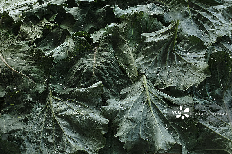 带有露水的绿色羽衣甘蓝叶图片素材