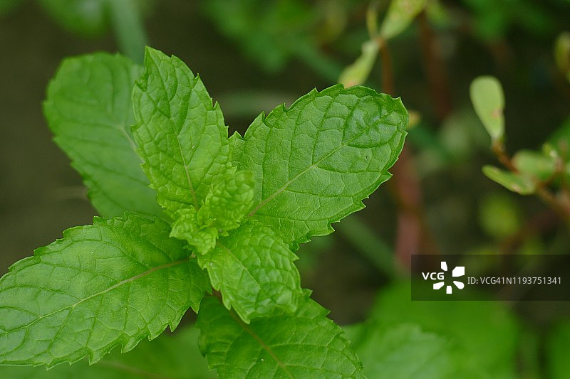 薄荷植物（阿育吠陀草药）图片素材