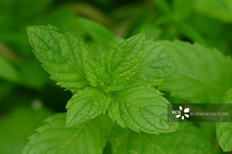 薄荷植物（阿育吠陀草药）图片素材