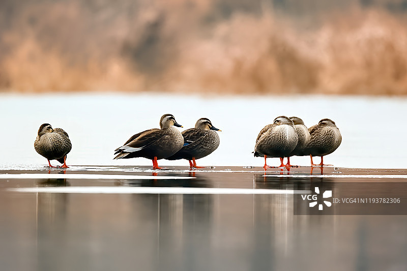韩国光州的冬季鸭子图片素材