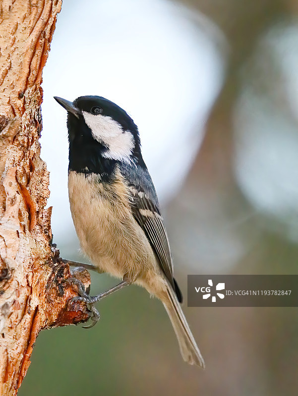 煤山雀特写镜头图片素材
