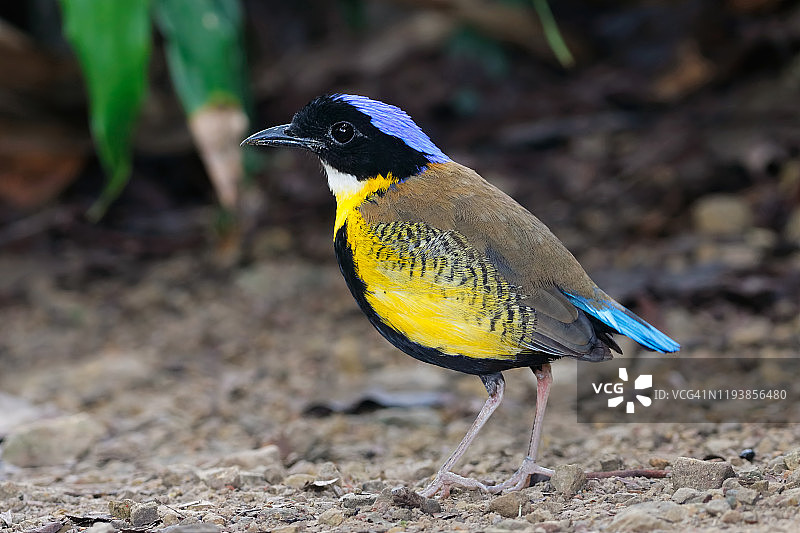 Gurney氏八色鸫：泰国美丽的雄鸟图片素材