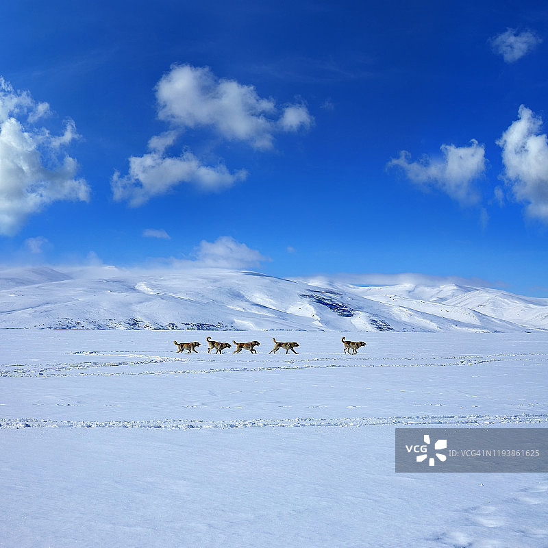 在雪地里奔跑的一群牧羊犬图片素材