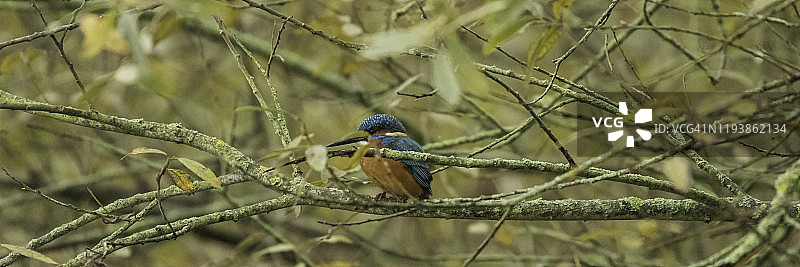 翠鸟站在森林的裸露树枝上图片素材