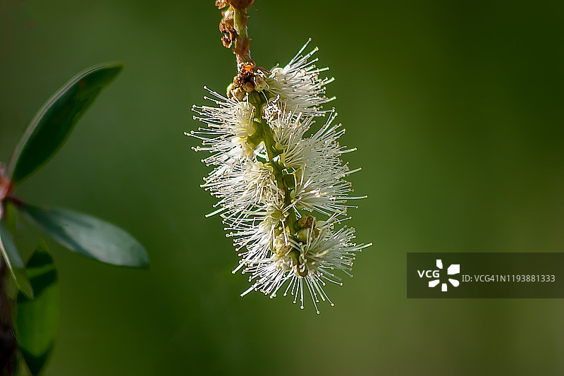 白色红千层花图片素材