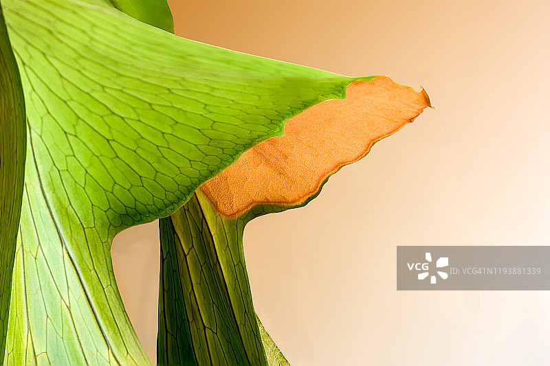 鹿角蕨图片素材