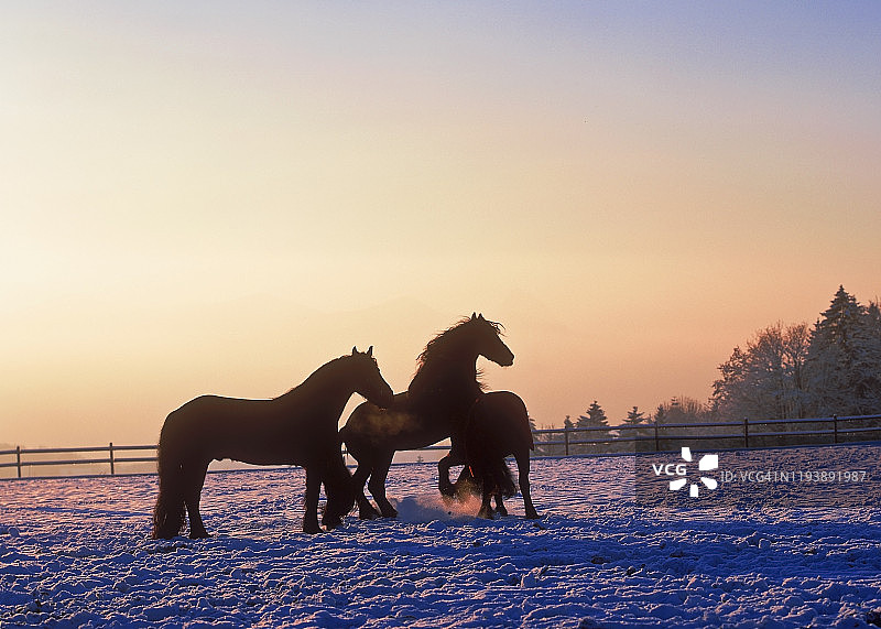 在寒冷的冬日傍晚享受的弗里斯兰马，奥地利图片素材