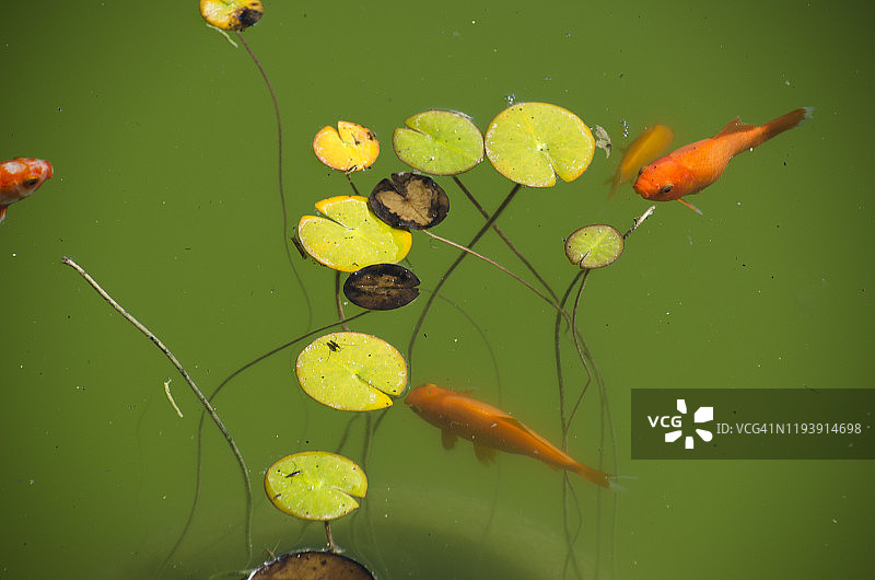 荷叶与金鱼图片素材