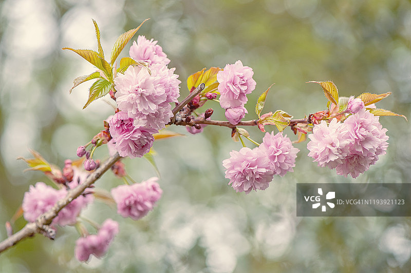 日本樱花树“关山”的精致柔和粉色春季花朵图片素材