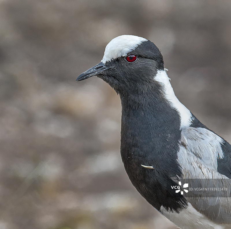 铁匠鸻鸟肖像图片素材