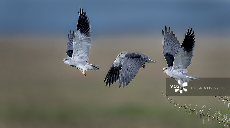 起飞中的黑色肩挂风筝图片素材