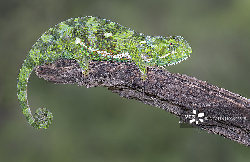 翻领变色龙图片素材
