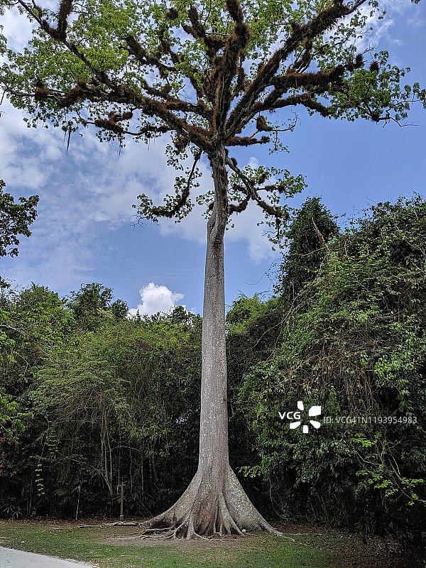 棵大树图片素材