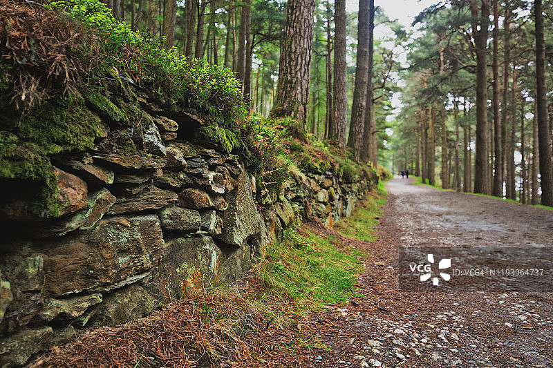 威克洛山脉国家公园格兰达洛上湖北岸步道上的苔藓石墙，爱尔兰东南部图片素材