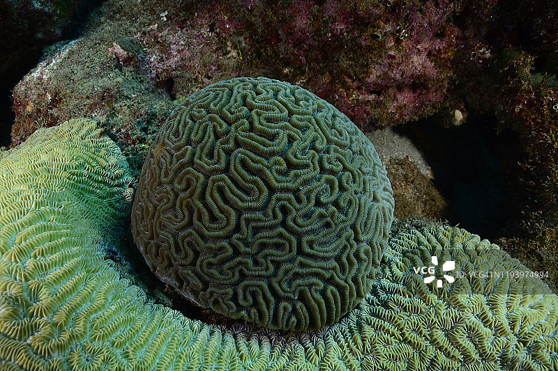 珊瑚礁争夺图片素材