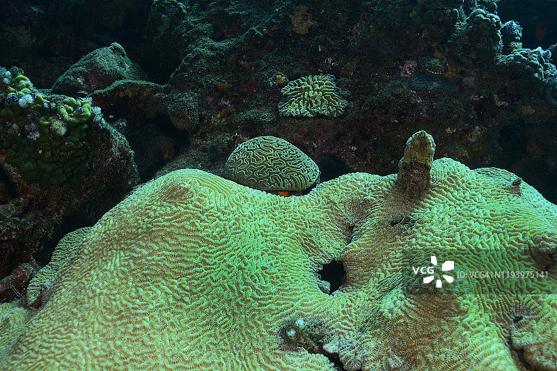 珊瑚礁争夺图片素材