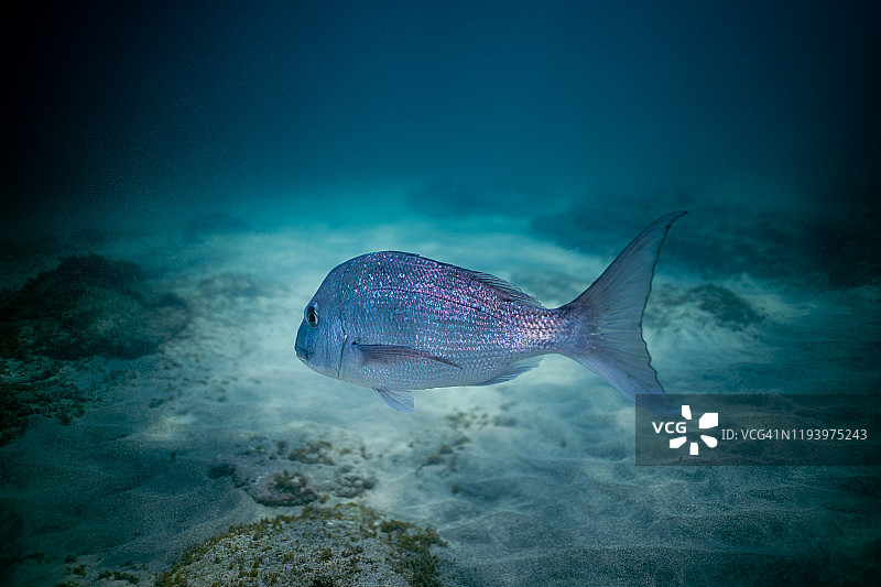 新西兰山羊岛大鲷鱼游动图片素材