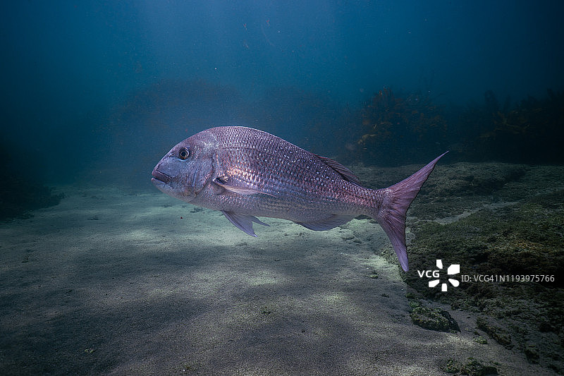 新西兰山羊岛大鲷鱼游动图片素材
