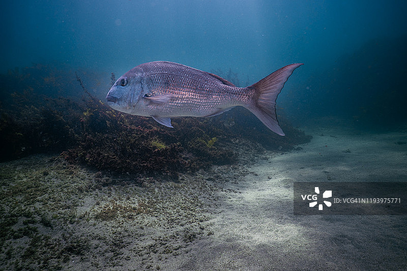 新西兰山羊岛大鲷鱼游动图片素材