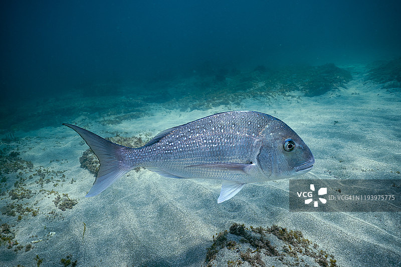 新西兰山羊岛大鲷鱼游动图片素材