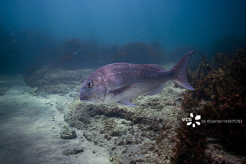 新西兰山羊岛大鲷鱼游动图片素材