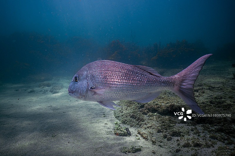 新西兰山羊岛大鲷鱼游动图片素材