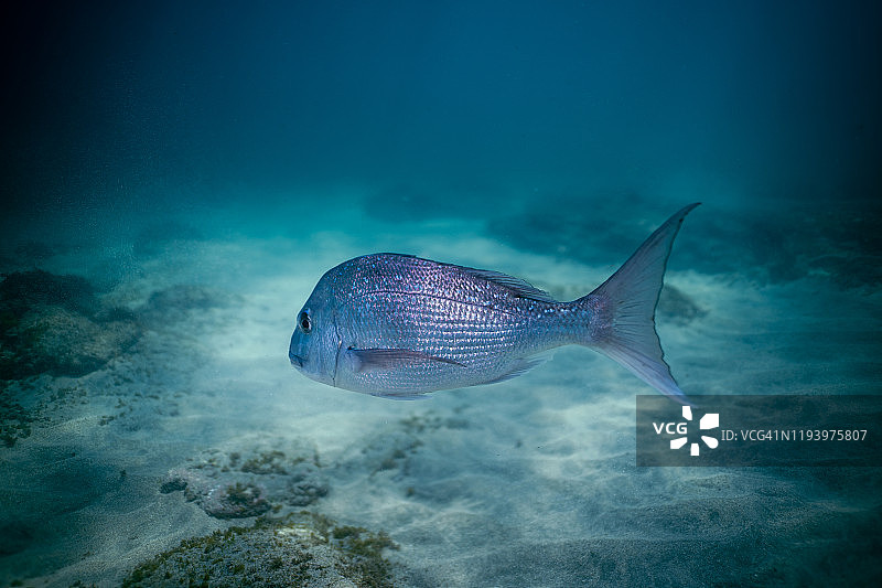 新西兰山羊岛大鲷鱼游动图片素材
