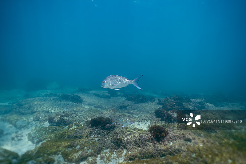 新西兰山羊岛大鲷鱼游动图片素材