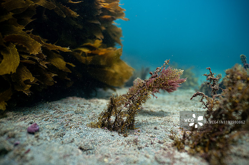海底海藻图片素材