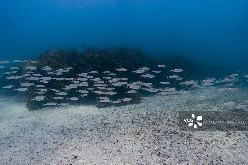 小鱼群游动图片素材