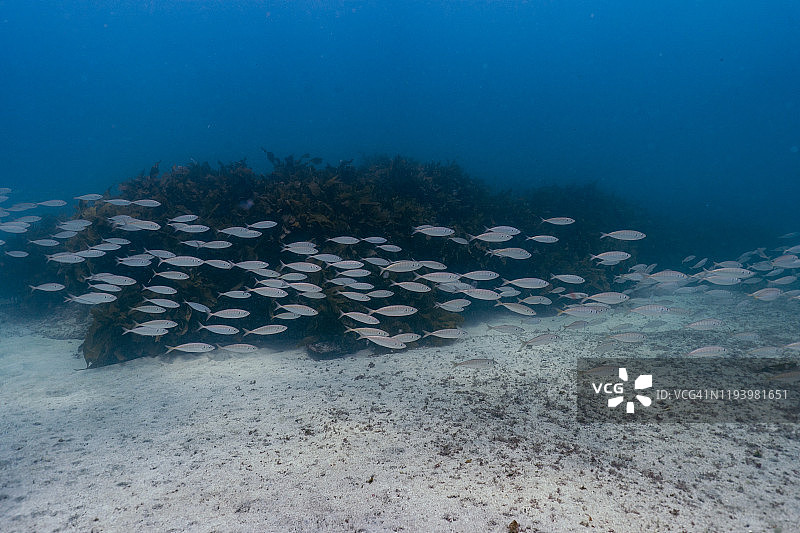 小鱼群游动图片素材