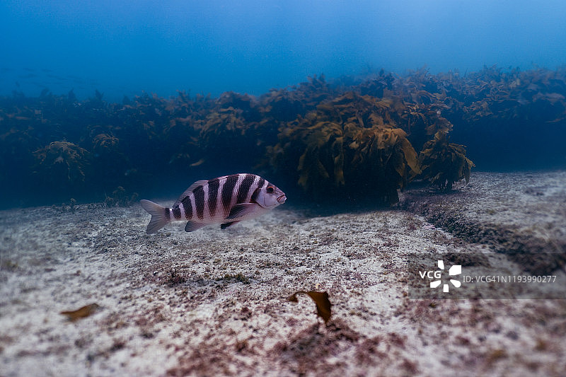 红色莫基鱼在游泳图片素材