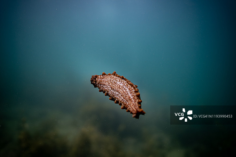 可爱海参漂浮图片素材