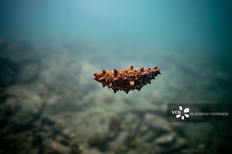 可爱海参漂浮图片素材