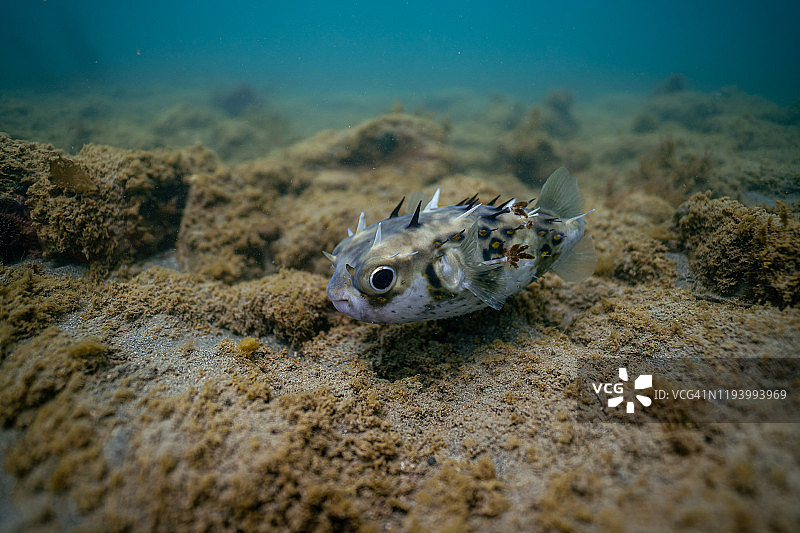 游动的河豚图片素材