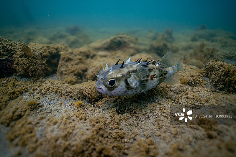 游动的河豚图片素材