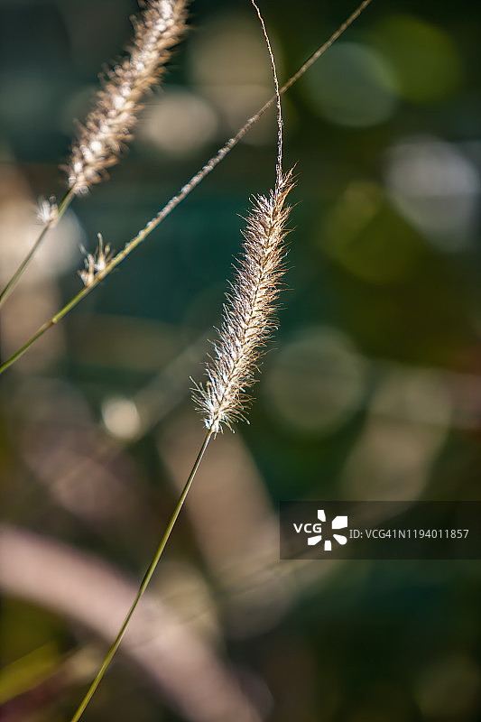 狗尾草杂草图片素材