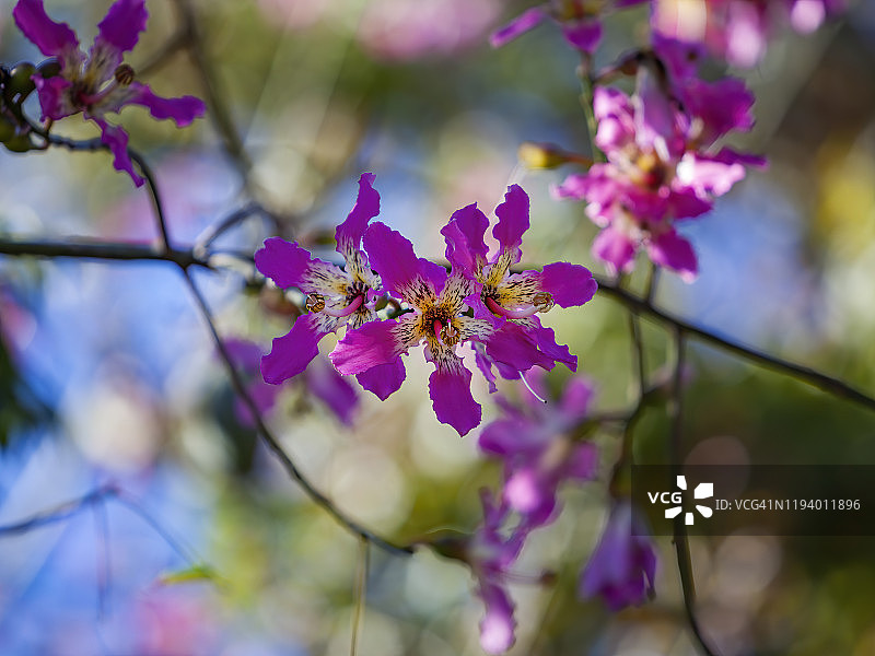 木棉树图片素材