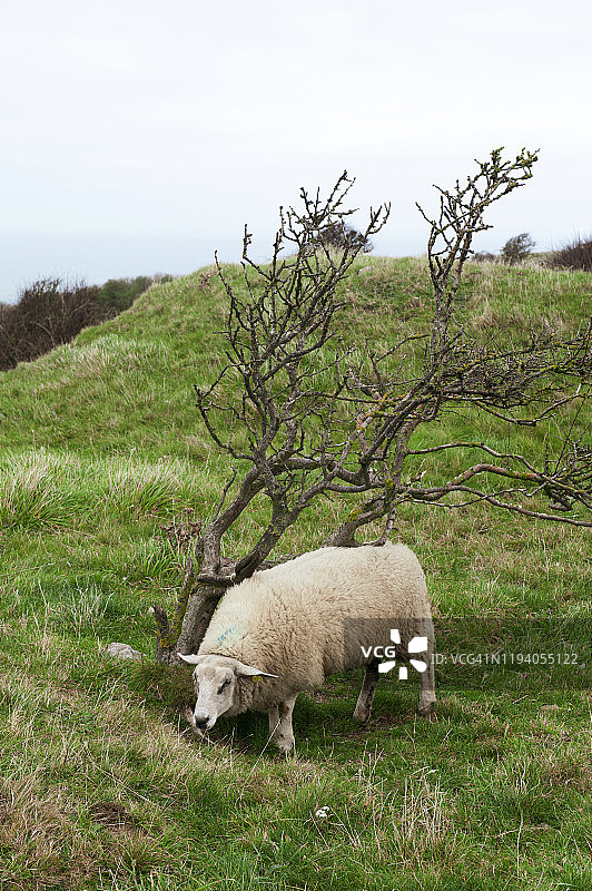 在法国格里斯-内兹海岬吃草的绵羊图片素材